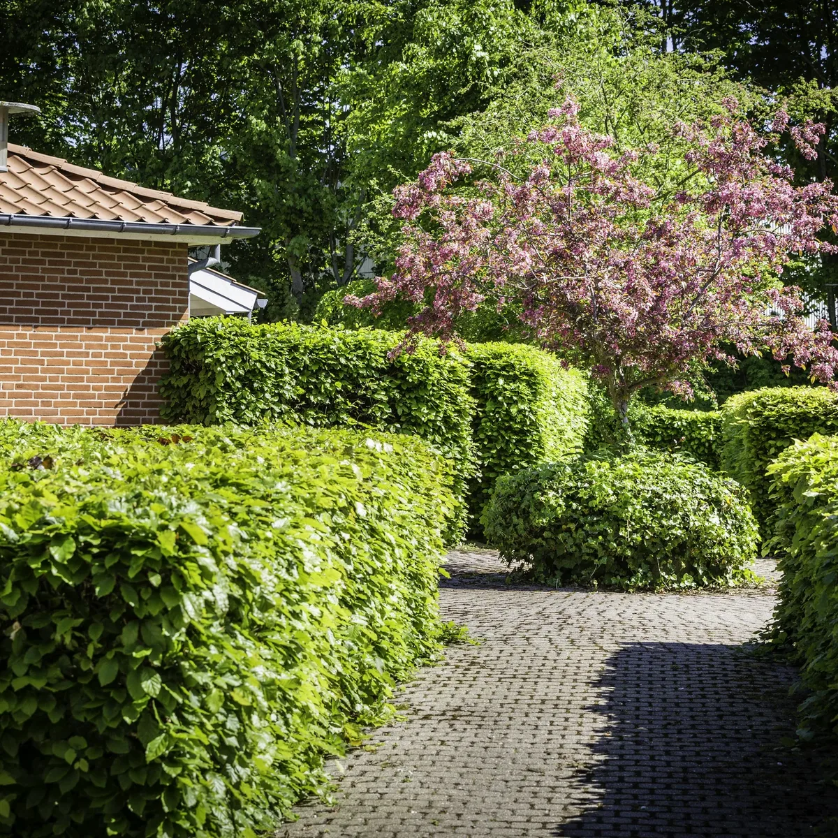 3-vær. rækkehus på 75 m² - Holstebro - Billede 5