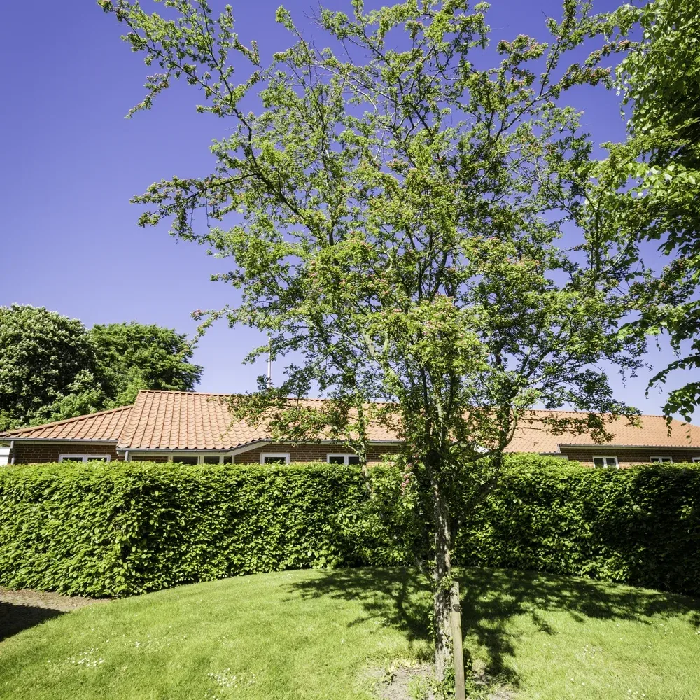 3-vær. rækkehus på 75 m² - Holstebro - Billede 3